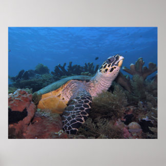 Big Hawksbill of Amed Poster