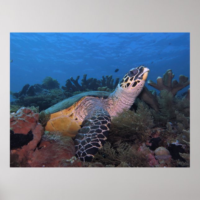 Big Hawksbill of Amed Poster (Front)