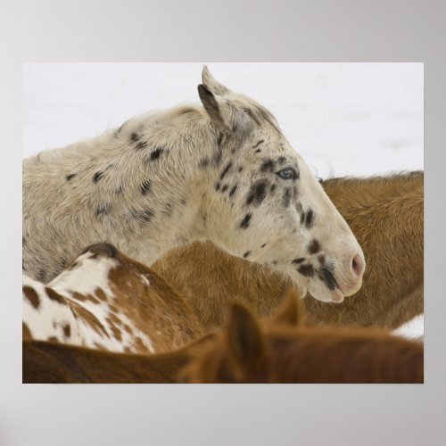 Big Horn Mountains Horses in The Snow Poster