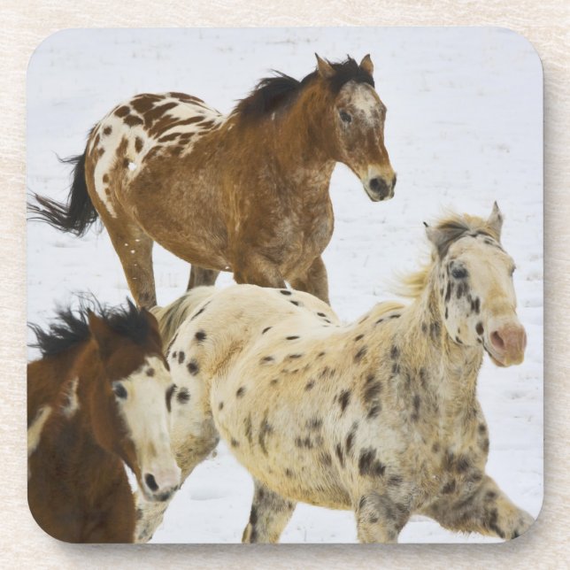 Big Horn Mountains, Horses running in the snow Drink Coaster (Front)