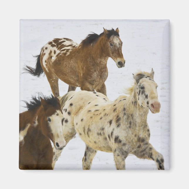 Big Horn Mountains, Horses running in the snow Magnet (Front)