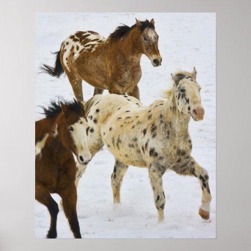 Big Horn Mountains Horses running in the snow Poster