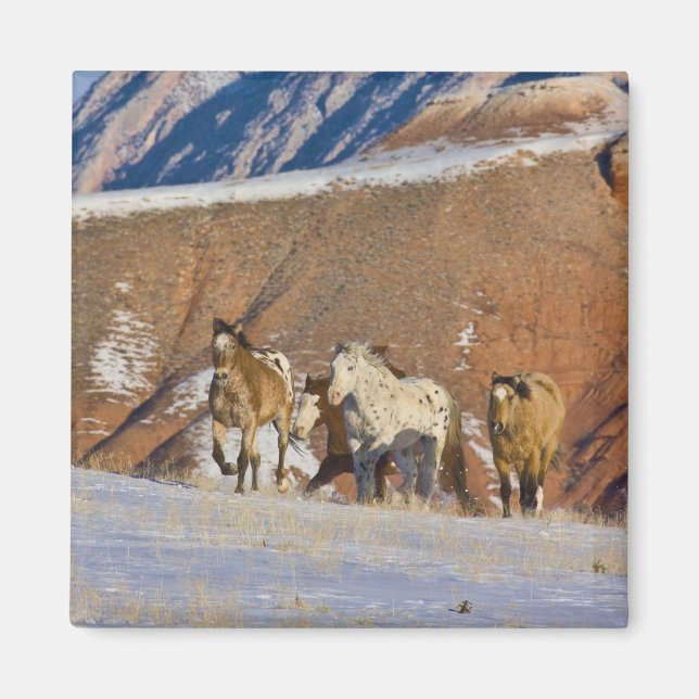 Big Horn Mountains, Horses running Magnet (Front)