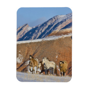 Big Horn Mountains, Horses running Magnet