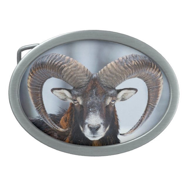 Big Horn Ram Sheep - Mouflon Belt Buckle (Front)
