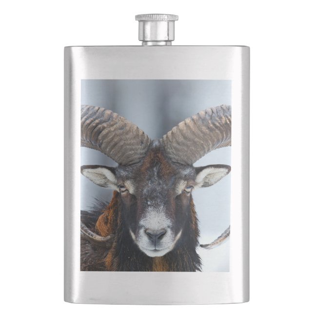 Big Horn Ram Sheep - Mouflon Flask (Front)