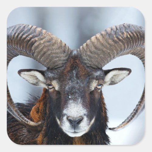 Big Horn Ram Sheep _ Mouflon Square Sticker