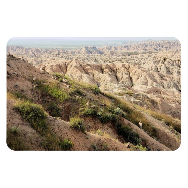 Big Horn Sheep at Badlands National Park, SD Magnet (Horizontal)