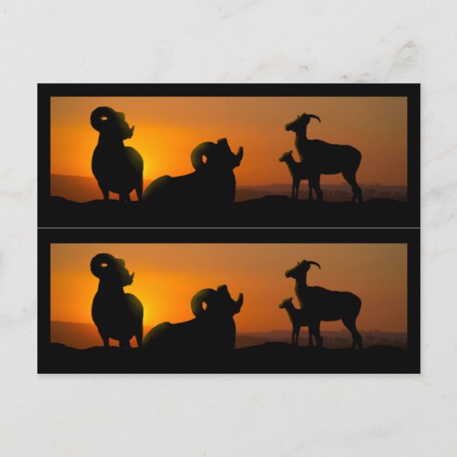 Big Horn Sheep Book markers Postcard (Front)