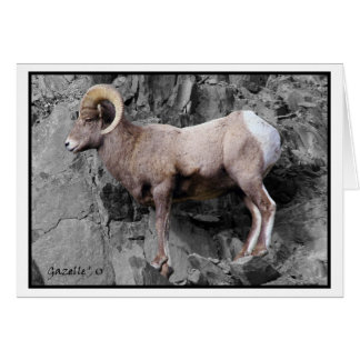 Big Horn Sheep Cards
