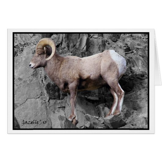Big Horn Sheep Cards (Front Horizontal)