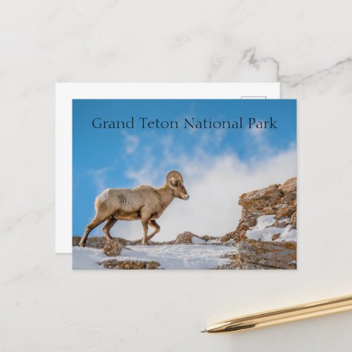 Big Horn Sheep Grand Teton National Park Postcard