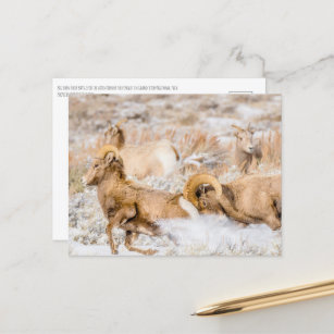 Big Horn Sheep Grand Teton National Park Postcard