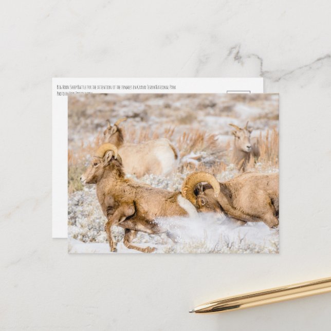 Big Horn Sheep Grand Teton National Park Postcard (Front/Back In Situ)
