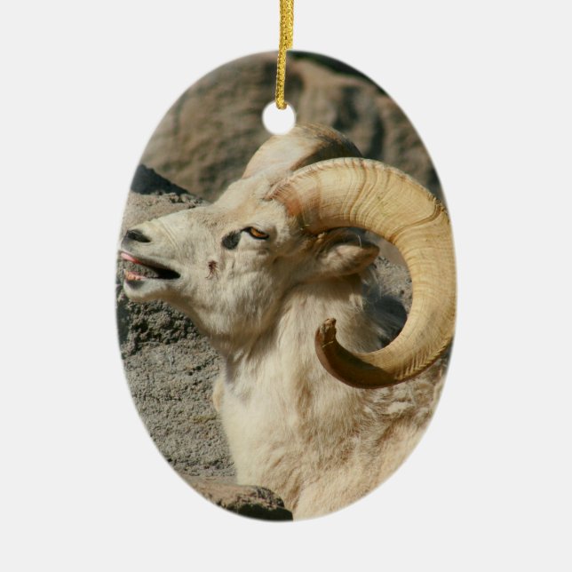 Big Horn Sheep Laughing Ceramic Ornament (Front)