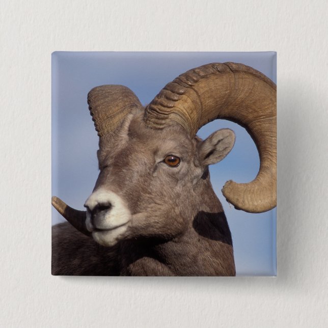 big horn sheep, mountain sheep, Ovis canadensis, Button (Front)