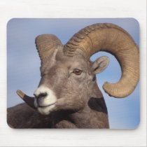 big horn sheep, mountain sheep, Ovis canadensis, Mouse Pad