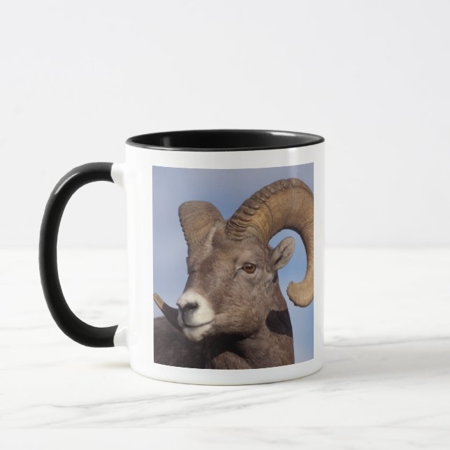 big horn sheep, mountain sheep, Ovis canadensis, Mug (Left)