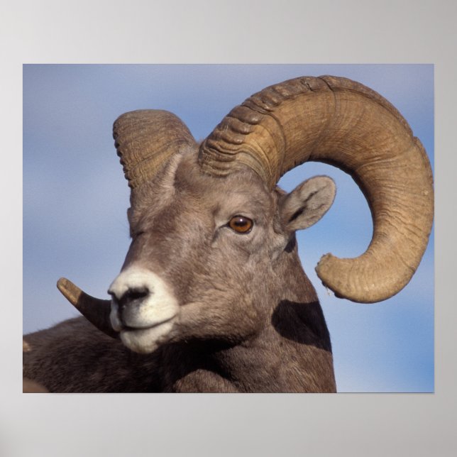 big horn sheep, mountain sheep, Ovis canadensis, Poster (Front)