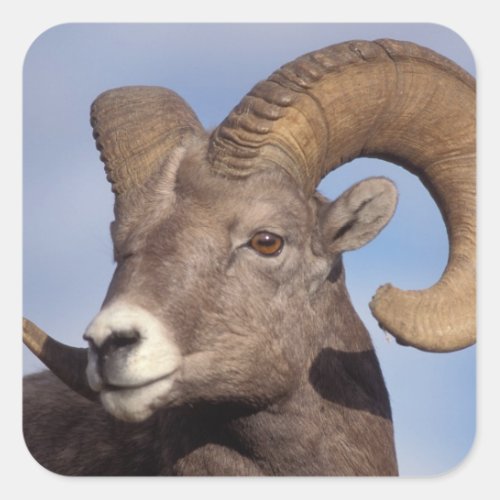 big horn sheep mountain sheep Ovis canadensis Square Sticker