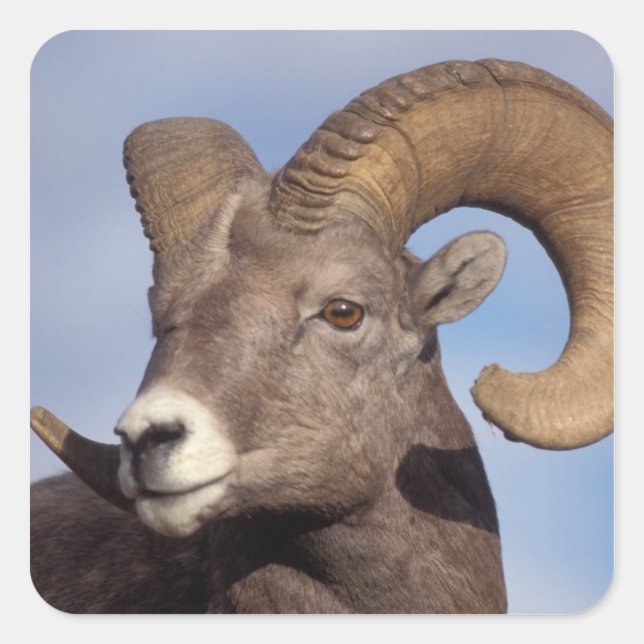 big horn sheep, mountain sheep, Ovis canadensis, Square Sticker (Front)