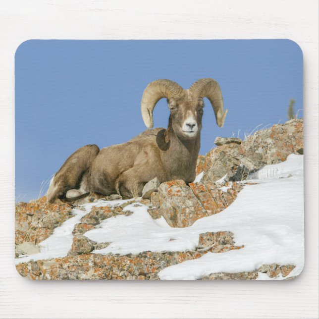 Big Horn Sheep Mouse Pad (Front)