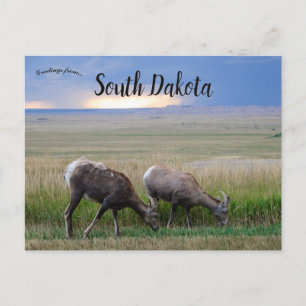 Big Horn Sheep South Dakota Postcard