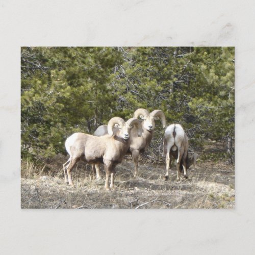 Big Horn Sheep Trio Postcard