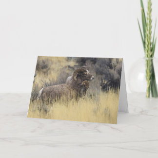 Big Horn Sheep, Wyoming Holiday Card