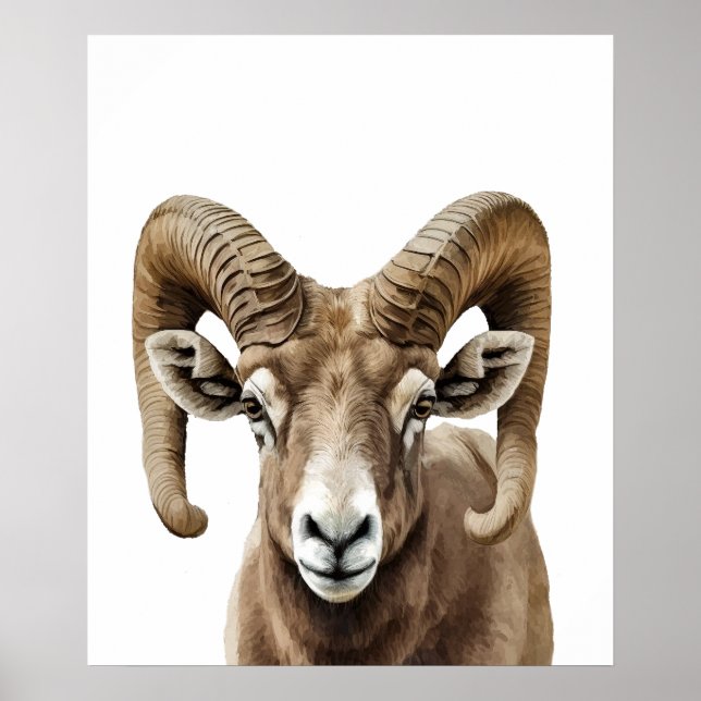 Big Horned Sheep Portrait  Black white   Poster (Front)