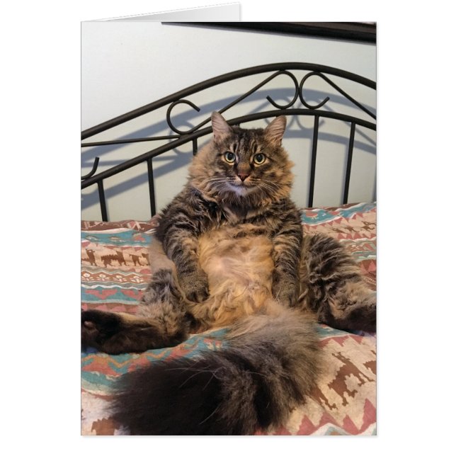 Big Huggable Cat Blank Card (Front)