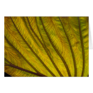 Big Leaf Cards