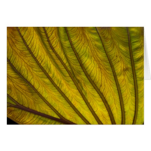 Big Leaf Cards (Front Horizontal)