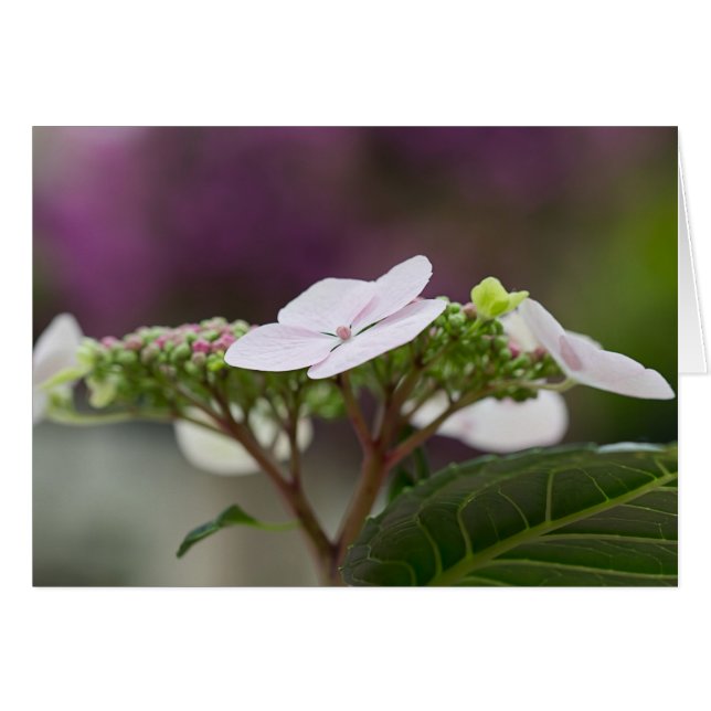 Big Leaf Hydrangea Cards (Front Horizontal)