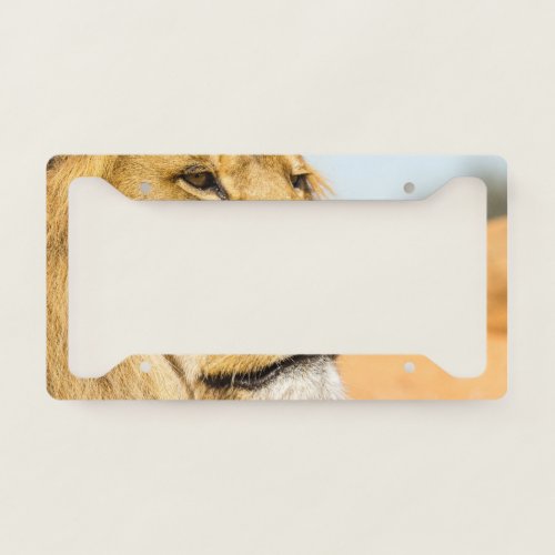 Big lion looking far away license plate frame