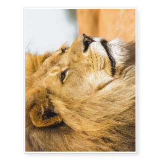 Big lion looking far away temporary tattoos