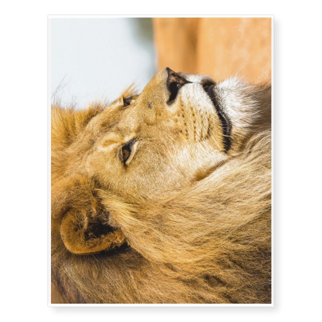 Big lion looking far away temporary tattoos (Front)