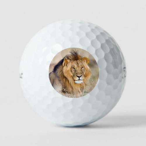 Big majestic lion wild animal photo golf balls