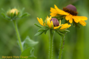 maryland state flower gifts on zazzle