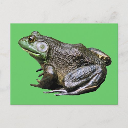 Big Old Bullfrog Animal Postcard