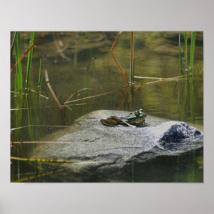 Big Old Bullfrog In Pond Nature Poster