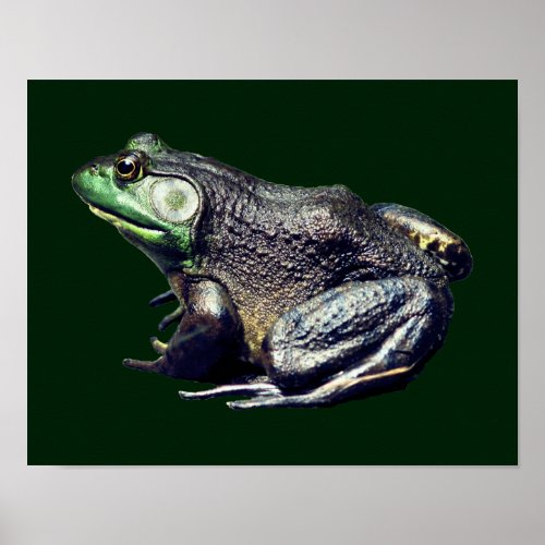 Big Old Bullfrog Nature  Poster