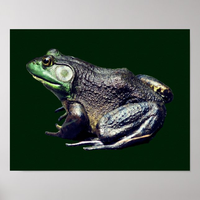 Big Old Bullfrog Nature  Poster (Front)