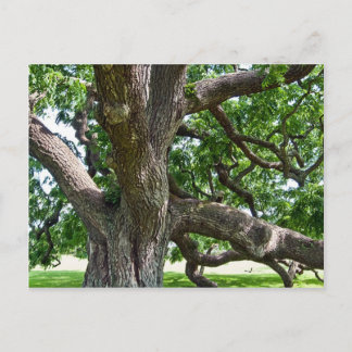 Big Old Tree Postcard