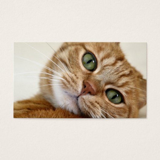 Big Orange Kitty (Front)