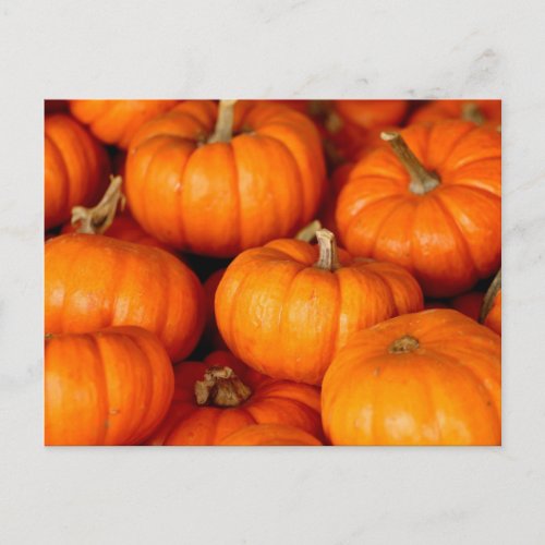 Big orange Pumpkins Photo Postcard