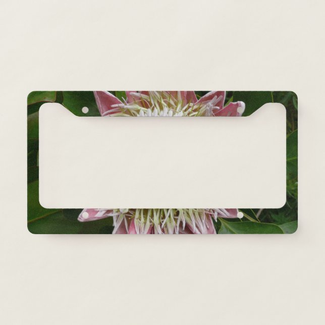 Big Pink and White Flower Nature Photo License Plate Frame (Front)