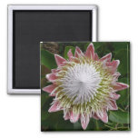 Big Pink and White Flower Nature Photo Magnet
