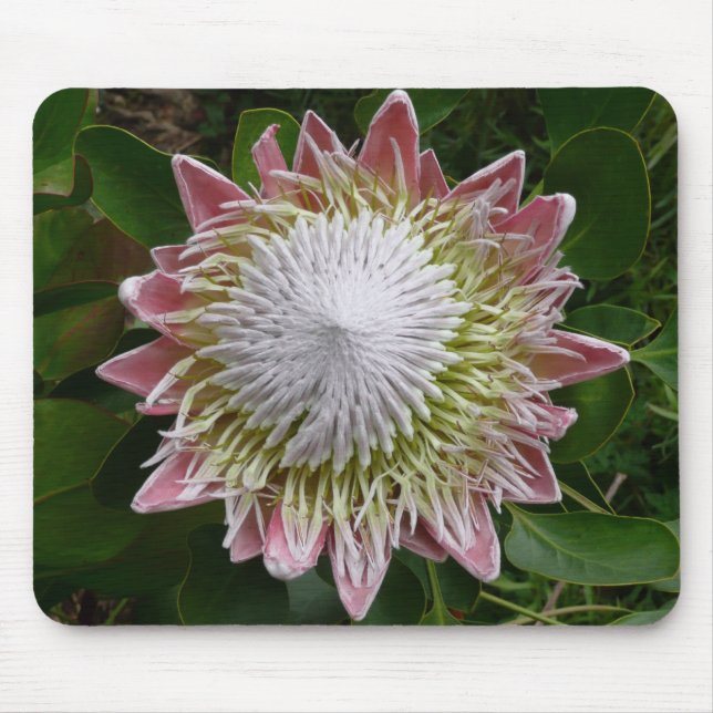 Big Pink and White Flower Nature Photo Mouse Pad (Front)