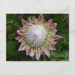 Big Pink and White Flower Nature Photo Postcard